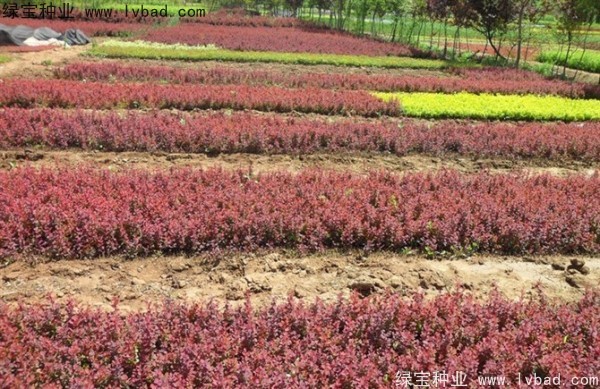 <a href='http://www.zishuwang.com.cn/linmuzhongzi/1753.html' target='_blank'>紅葉小檗種子</a>