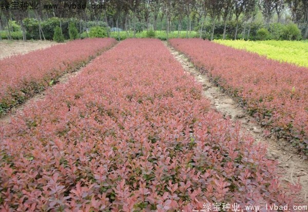紅葉小檗<a href='http://www.zishuwang.com.cn/' target='_blank'>種子</a>
