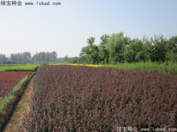 <a href='http://www.zishuwang.com.cn/linmuzhongzi/1753.html' target='_blank'>紅葉小檗種子</a>