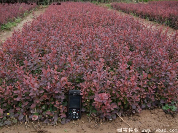 <a href='http://www.zishuwang.com.cn/linmuzhongzi/1753.html' target='_blank'>紅葉小檗</a>