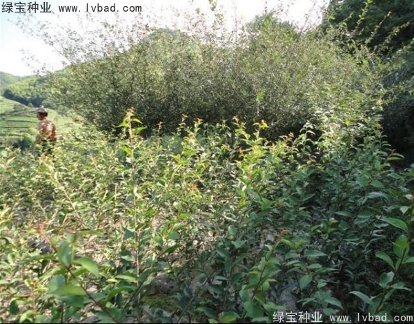 <a href='http://www.zishuwang.com.cn/linmuzhongzi/1754.html' target='_blank'>垂絲海棠種子</a>
