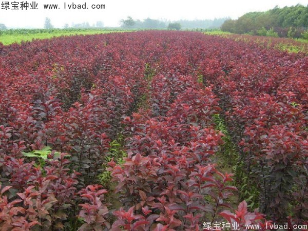 <a href='http://www.zishuwang.com.cn/linmuzhongzi/1756.html' target='_blank'>紅葉李種子</a>