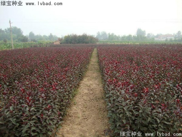 <a href='http://www.zishuwang.com.cn/linmuzhongzi/1756.html' target='_blank'>紅葉李種子</a>
