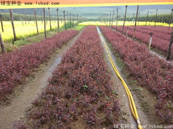 <a href='http://www.zishuwang.com.cn/linmuzhongzi/1756.html' target='_blank'>紅葉李種子</a>