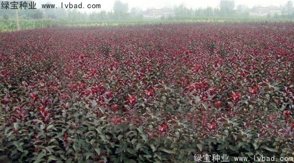 紅葉李<a href='http://www.zishuwang.com.cn/' target='_blank'>種子</a>