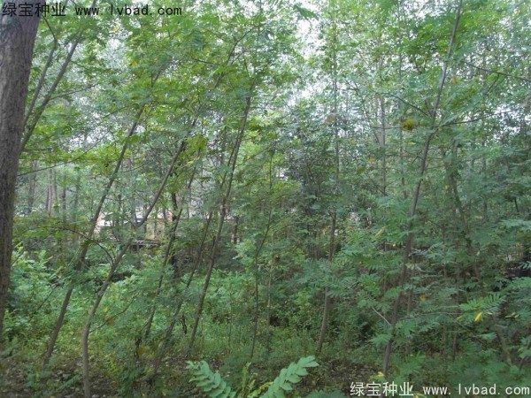 <a href='http://www.zishuwang.com.cn/linmuzhongzi/1763.html' target='_blank'>楓楊種子</a>