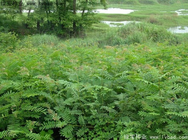 楓楊<a href='http://www.zishuwang.com.cn/' target='_blank'>種子</a>