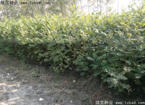 <a href='http://www.zishuwang.com.cn/linmuzhongzi/1763.html' target='_blank'>楓楊種子</a>