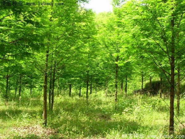 楓楊<a href='http://www.zishuwang.com.cn/' target='_blank'>種子</a>