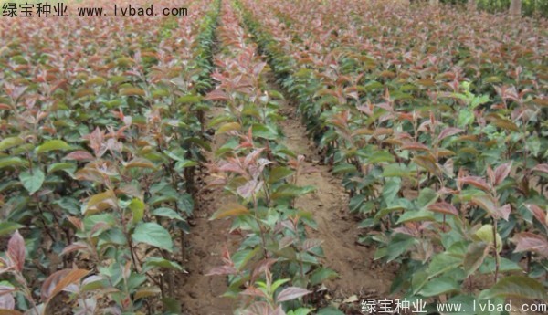 <a href='http://www.zishuwang.com.cn/linmuzhongzi/1766.html' target='_blank'>海棠種子</a>