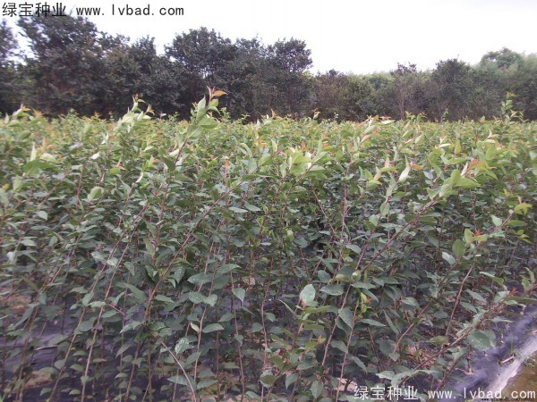 <a href='http://www.zishuwang.com.cn/linmuzhongzi/1766.html' target='_blank'>海棠種子</a>