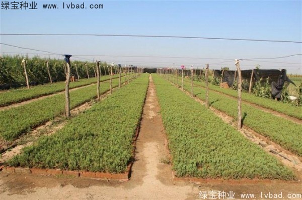 <a href='http://www.zishuwang.com.cn/linmuzhongzi/1767.html' target='_blank'>檜柏種子</a>