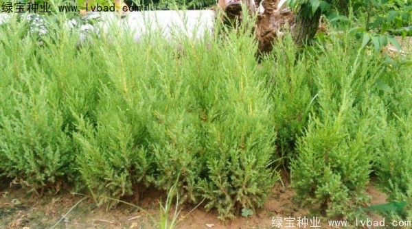 <a href='http://www.zishuwang.com.cn/linmuzhongzi/1767.html' target='_blank'>檜柏種子</a>