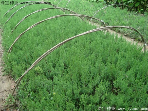 <a href='http://www.zishuwang.com.cn/linmuzhongzi/1767.html' target='_blank'>檜柏</a><a href='http://www.zishuwang.com.cn/' target='_blank'>種子</a>