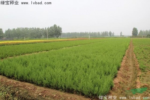 <a href='http://www.zishuwang.com.cn/linmuzhongzi/1767.html' target='_blank'>檜柏</a><a href='http://www.zishuwang.com.cn/' target='_blank'>種子</a>