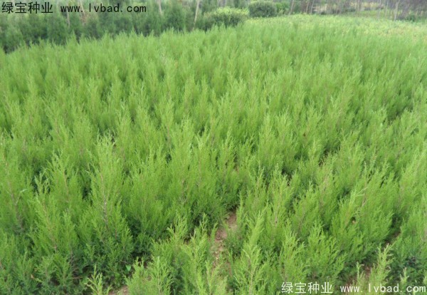 檜柏<a href='http://www.zishuwang.com.cn/' target='_blank'>種子</a>