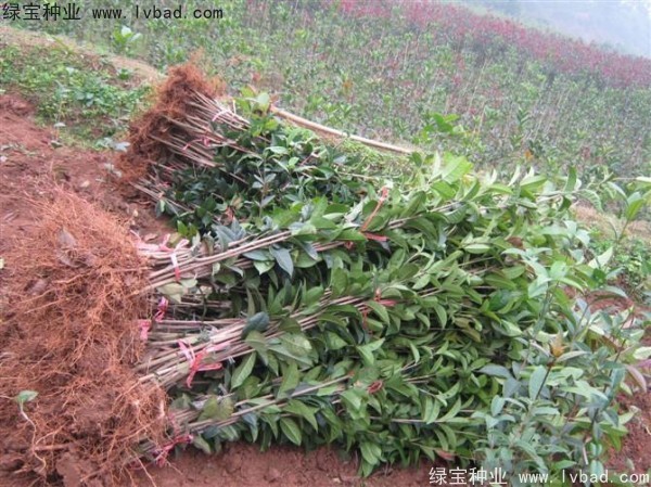 <a href='http://www.zishuwang.com.cn/linmuzhongzi/1768.html' target='_blank'>桂花種子</a>