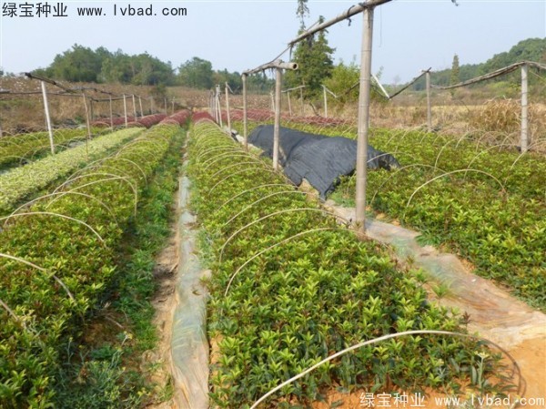 <a href='http://www.zishuwang.com.cn/linmuzhongzi/1768.html' target='_blank'>桂花</a><a href='http://www.zishuwang.com.cn/' target='_blank'>種子</a>