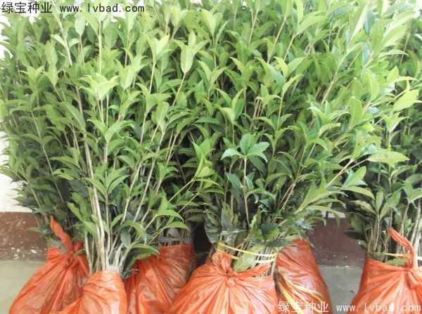 <a href='http://www.zishuwang.com.cn/linmuzhongzi/1768.html' target='_blank'>桂花種子</a>