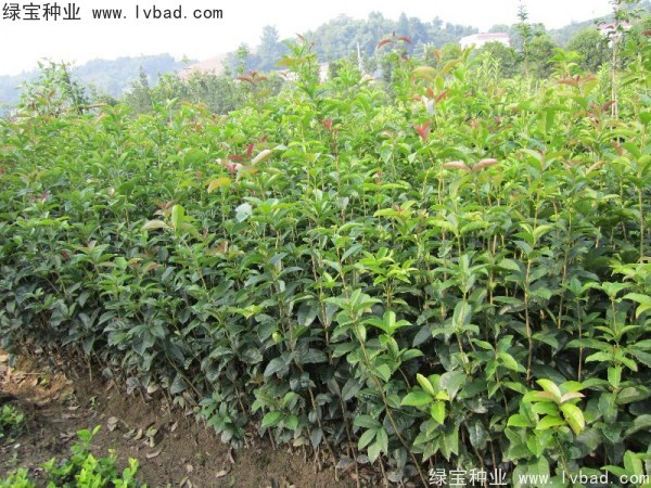<a href='http://www.zishuwang.com.cn/linmuzhongzi/1768.html' target='_blank'>桂花</a><a href='http://www.zishuwang.com.cn/' target='_blank'>種子</a>