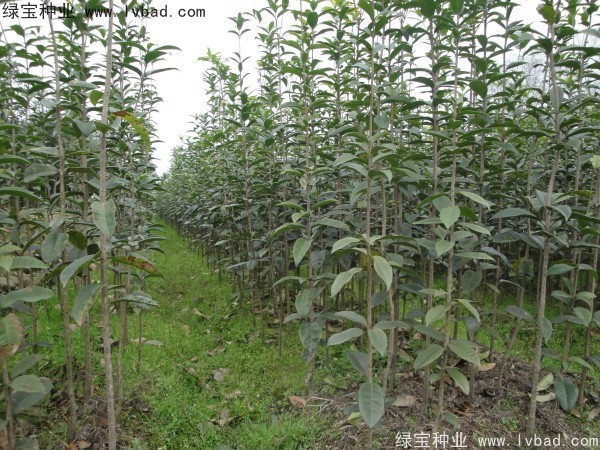 <a href='http://www.zishuwang.com.cn/linmuzhongzi/1768.html' target='_blank'>桂花種子</a>