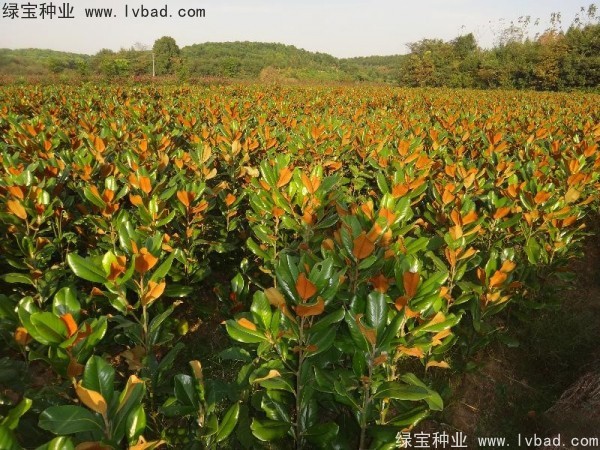 廣<a href='http://www.zishuwang.com.cn/linmuzhongzi/1813.html' target='_blank'>玉蘭種子</a>