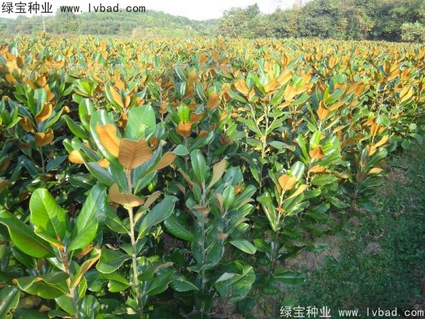 廣<a href='http://www.zishuwang.com.cn/linmuzhongzi/1813.html' target='_blank'>玉蘭種子</a>