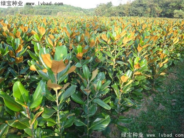 <a href='http://www.zishuwang.com.cn/linmuzhongzi/1770.html' target='_blank'>廣玉蘭種子</a>