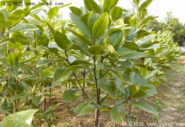 <a href='http://www.zishuwang.com.cn/linmuzhongzi/1770.html' target='_blank'>廣玉蘭種子</a>