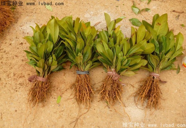 <a href='http://www.zishuwang.com.cn/linmuzhongzi/1770.html' target='_blank'>廣玉蘭種子</a>