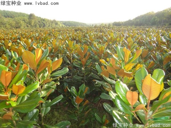 廣<a href='http://www.zishuwang.com.cn/linmuzhongzi/1813.html' target='_blank'>玉蘭</a><a href='http://www.zishuwang.com.cn/' target='_blank'>種子</a>