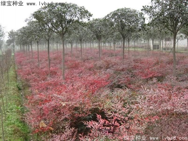 <a href='http://www.zishuwang.com.cn/linmuzhongzi/1772.html' target='_blank'>南天竹種子</a>