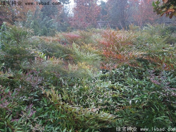 <a href='http://www.zishuwang.com.cn/linmuzhongzi/1772.html' target='_blank'>南天竹種子</a>