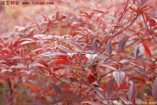 <a href='http://www.zishuwang.com.cn/linmuzhongzi/1772.html' target='_blank'>南天竹</a><a href='http://www.zishuwang.com.cn/' target='_blank'>種子</a>