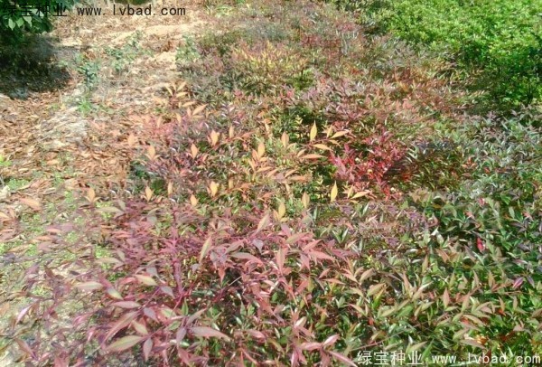 <a href='http://www.zishuwang.com.cn/linmuzhongzi/1772.html' target='_blank'>南天竹種子</a>