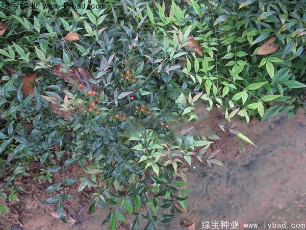 南天竹<a href='http://www.zishuwang.com.cn/' target='_blank'>種子</a>