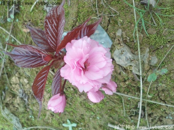 <a href='http://www.zishuwang.com.cn/linmuzhongzi/1777.html' target='_blank'>櫻花種子</a>