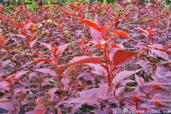 <a href='http://www.zishuwang.com.cn/linmuzhongzi/1777.html' target='_blank'>櫻花種子</a>