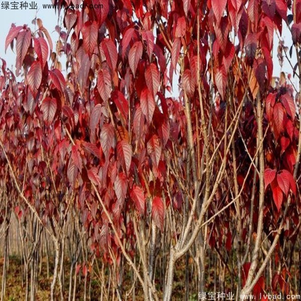 櫻花<a href='http://www.zishuwang.com.cn/' target='_blank'>種子</a>