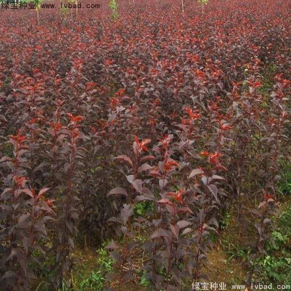 <a href='http://www.zishuwang.com.cn/linmuzhongzi/1777.html' target='_blank'>櫻花種子</a>