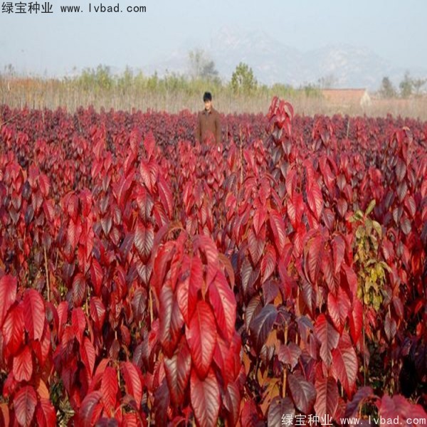 櫻花<a href='http://www.zishuwang.com.cn/' target='_blank'>種子</a>