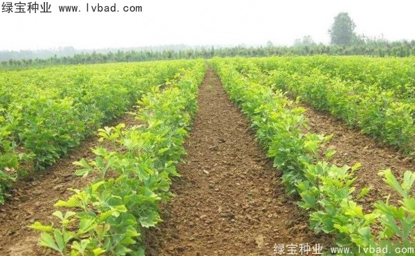 <a href='http://www.zishuwang.com.cn/linmuzhongzi/1778.html' target='_blank'>銀杏種子</a>