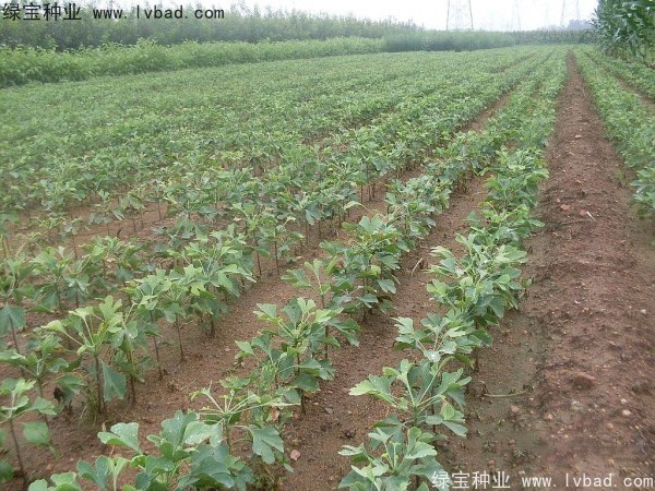 銀杏<a href='http://www.zishuwang.com.cn/' target='_blank'>種子</a>