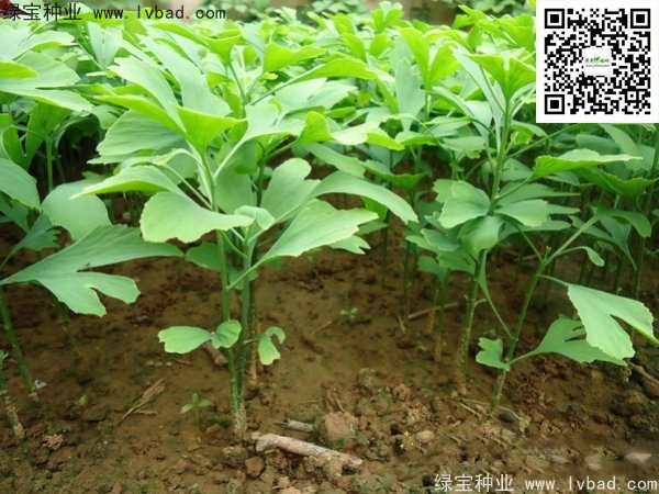 <a href='http://www.zishuwang.com.cn/linmuzhongzi/1778.html' target='_blank'>銀杏種子</a>