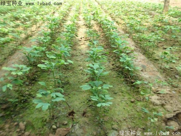 <a href='http://www.zishuwang.com.cn/linmuzhongzi/1778.html' target='_blank'>銀杏種子</a>