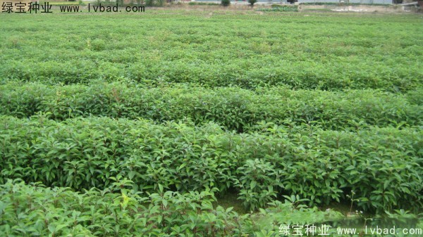 香樟樹<a href='http://www.zishuwang.com.cn/' target='_blank'>種子</a>