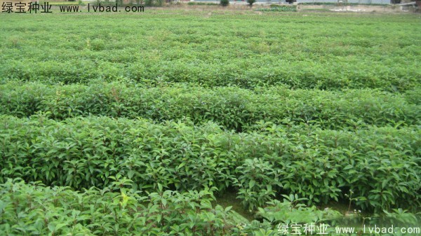 香樟樹<a href='http://www.zishuwang.com.cn/' target='_blank'>種子</a>