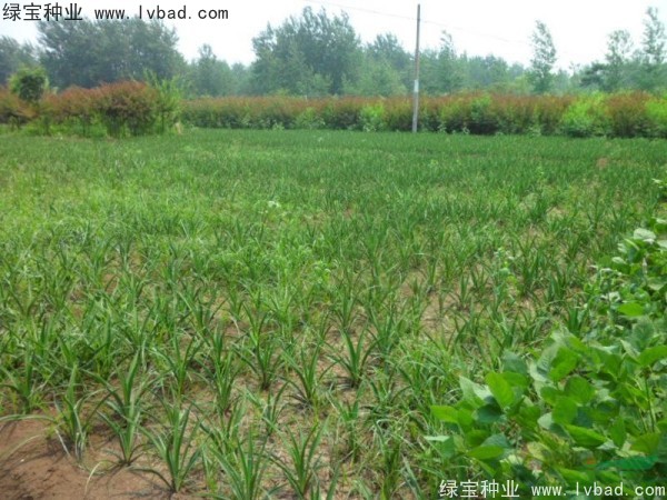 劍麻<a href='http://www.zishuwang.com.cn/' target='_blank'>種子</a>