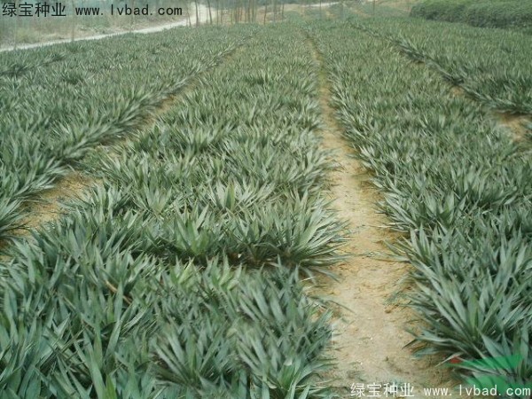 <a href='http://www.zishuwang.com.cn/linmuzhongzi/1783.html' target='_blank'>劍麻種子</a>