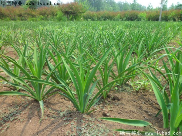 <a href='http://www.zishuwang.com.cn/linmuzhongzi/1783.html' target='_blank'>劍麻種子</a>